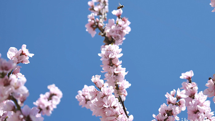 自然写意桃花花朵风光实拍4K视频