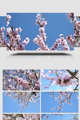 自然写意桃花花朵风光实拍4K视频图片
