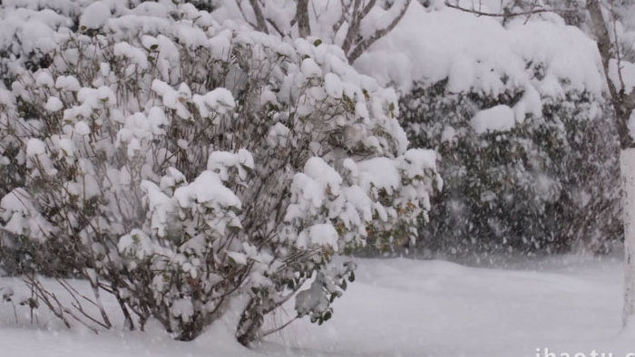 冬季风雪冬天下雪雪花飘落自然写意实拍