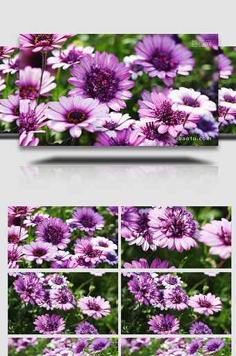 自然唯美紫色菊花花朵植物空镜实拍图片