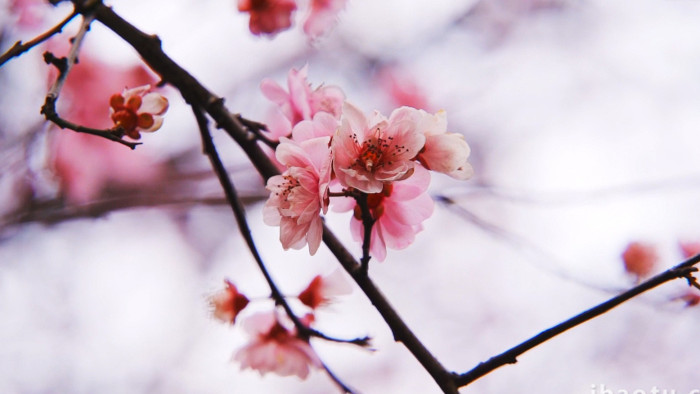 自然唯美粉色梅花花朵植物空镜实拍