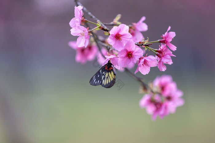 春天花开樱花蝴蝶图片