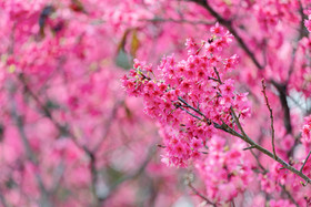 春天的樱花盛开春季