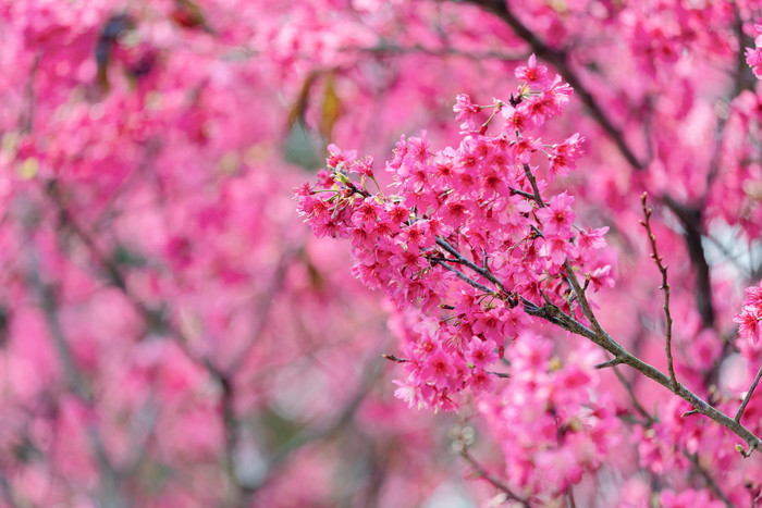 春天的樱花盛开春季图片