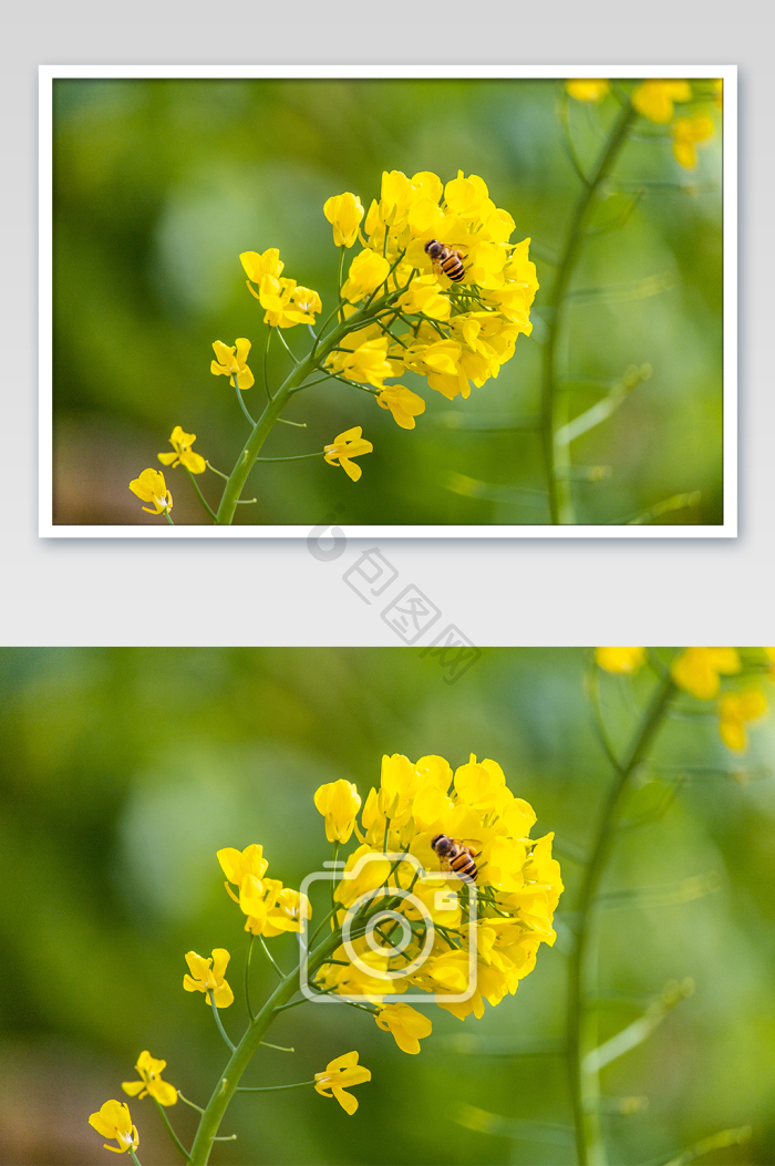 春天油菜花风景照片图片-包图网