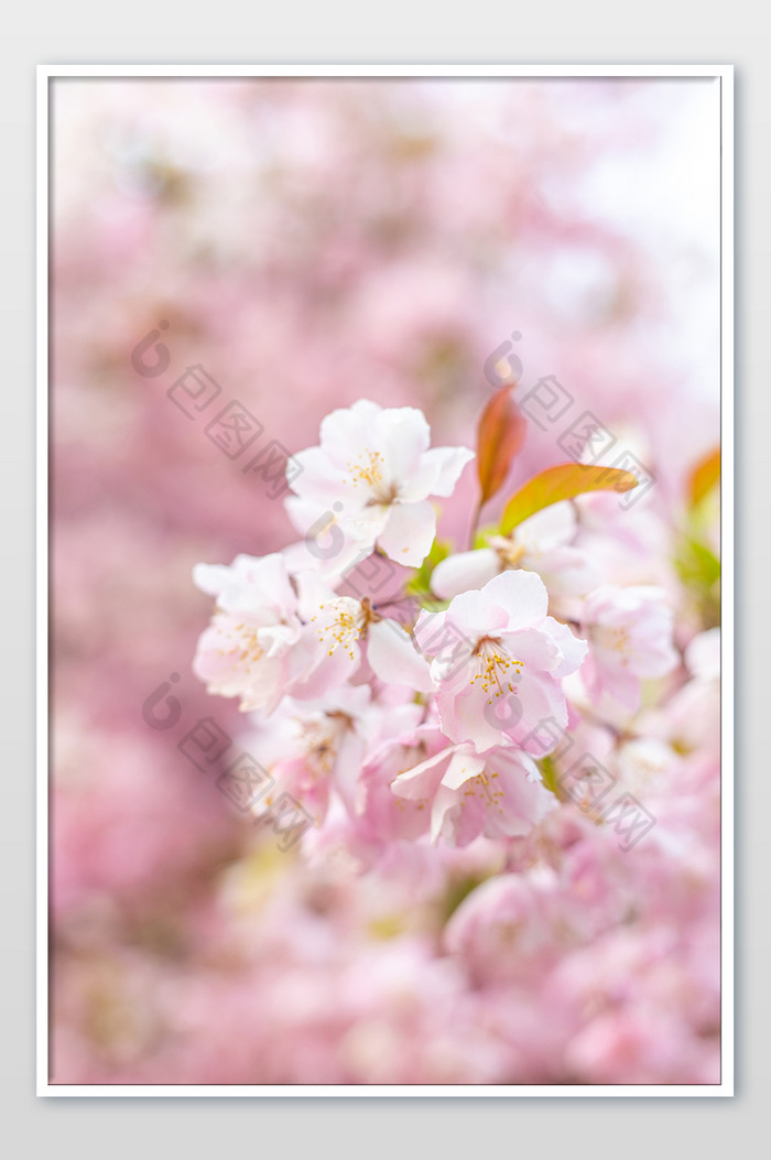 春天浪漫的樱花片图片图片
