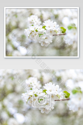 春天唯美浪漫的白色梨花的摄影图片