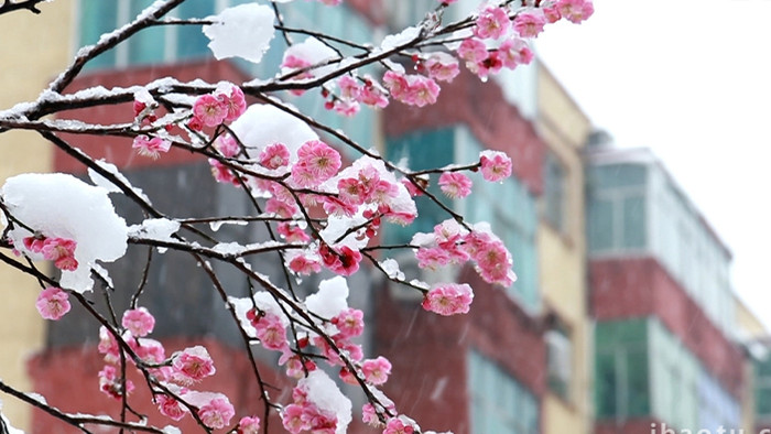 春天舒服可爱雪中花高清实拍