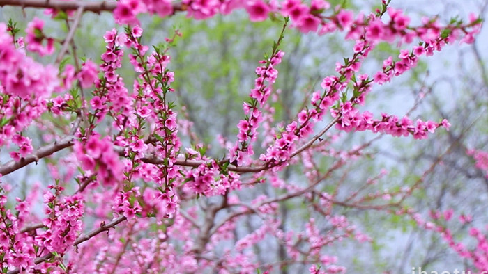 春天阳春三月桃花盛开治愈美丽高清实拍