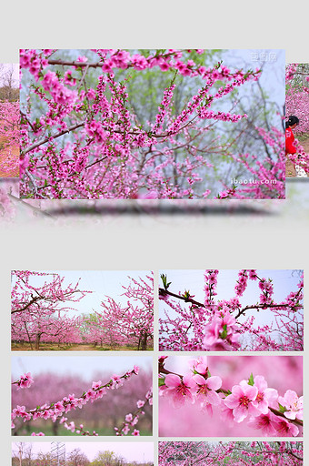 春天阳春三月桃花盛开治愈美丽高清实拍图片