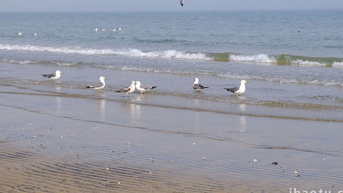 海边沙滩海面海鸥海鸟成群觅食自然海洋实拍