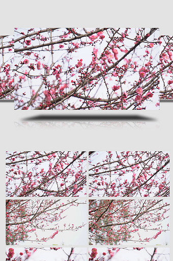 自然春天实拍唯美腊梅花视频素材4K图片