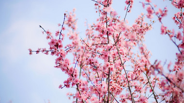 自然实拍春天唯美粉红樱花视频素材4K
