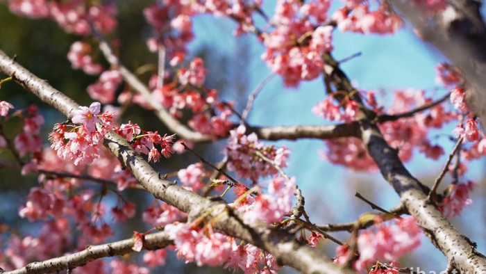 自然唯美盛开的樱花花朵春天风景实拍