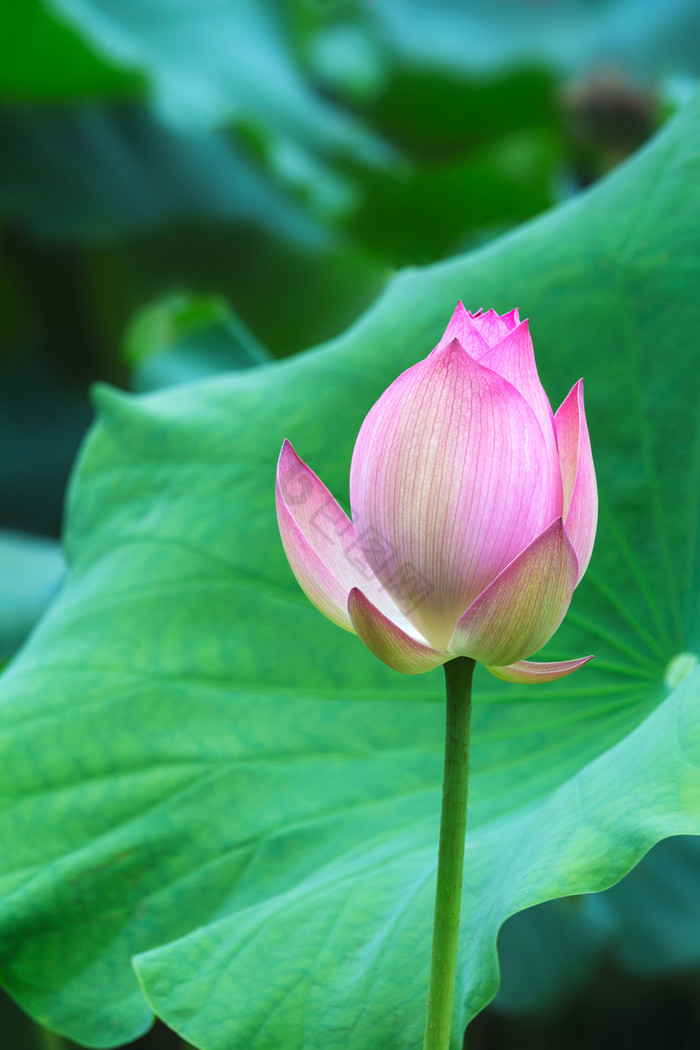 荷花单枝荷叶图片-荷花单枝荷叶素材免费下载-包图网