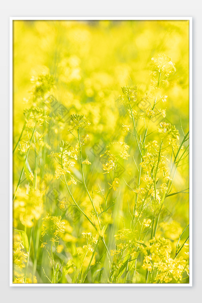 春天金黄油菜花黄色