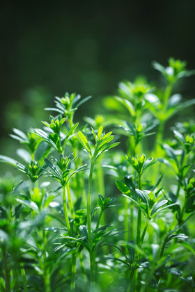 春天小草向上生长生命力活力