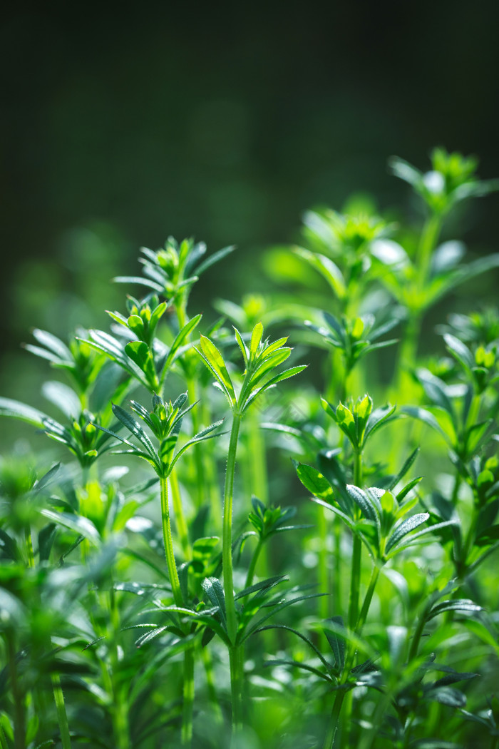 春天绿色小草向上生长生命力活力
