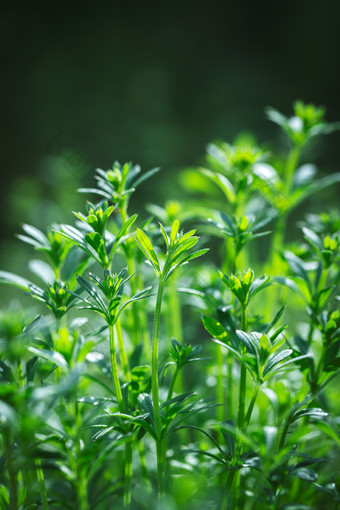 春天小草向上生长生命力活力