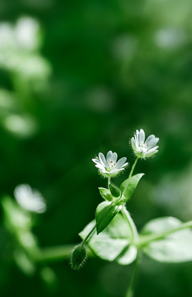 春天小草绽放小花朵