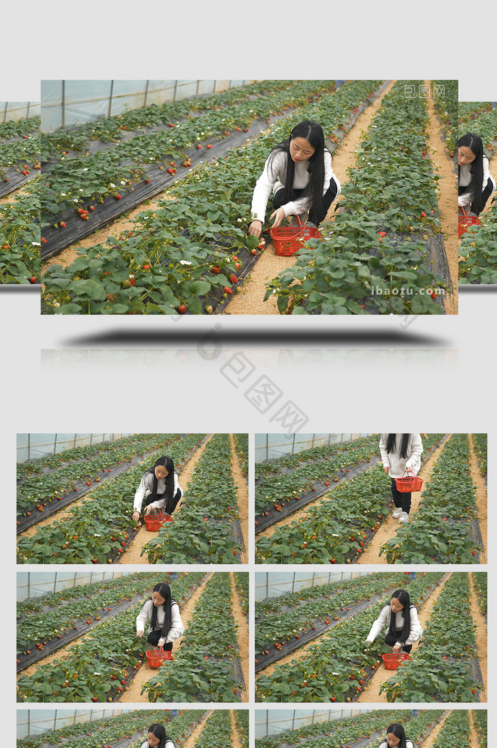 农庄田园美女采摘草莓实拍视频素材4K