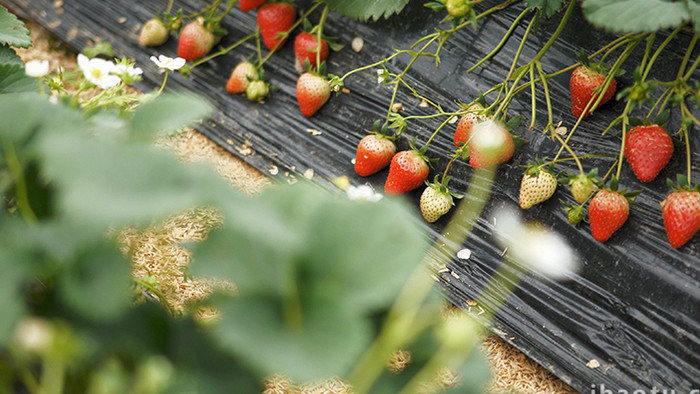 农庄果园大棚种植的草莓水果4K实拍