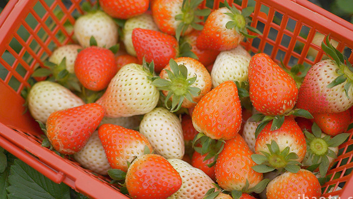 自然田园采摘草莓水果篮子视频素材4K实拍
