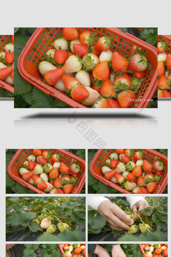 自然田园采摘草莓水果篮子视频素材4K实拍