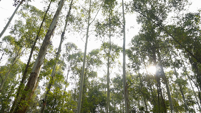 自然实拍唯美森林阳光视频素材4K