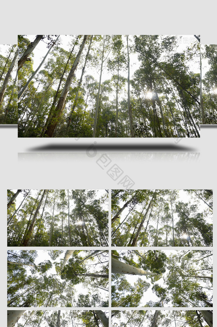 自然实拍唯美森林阳光视频素材4K
