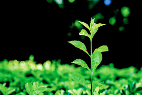 植物绿植发芽自然风光