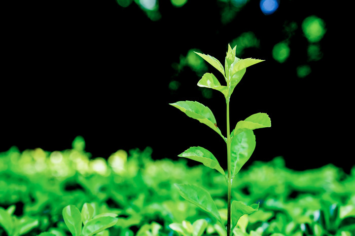 植物绿植发芽自然风光图片