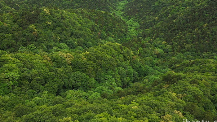 大山深处森林茂密葱绿高清实拍