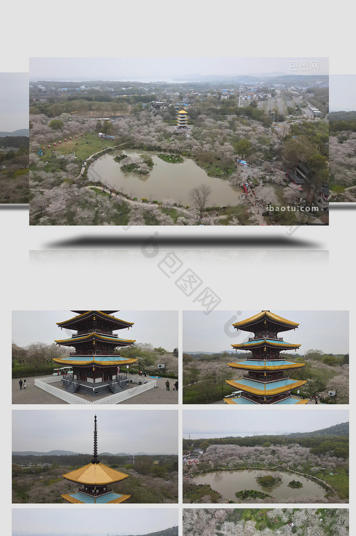 自然武汉东湖樱花园航拍视频