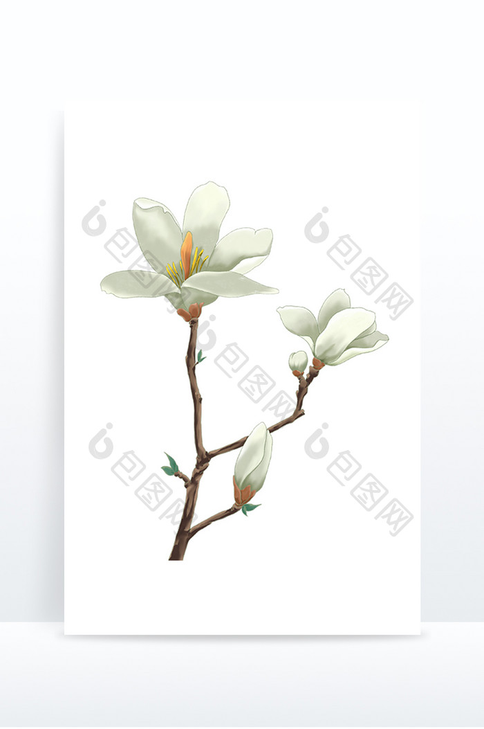 中国风手绘白色玉兰花