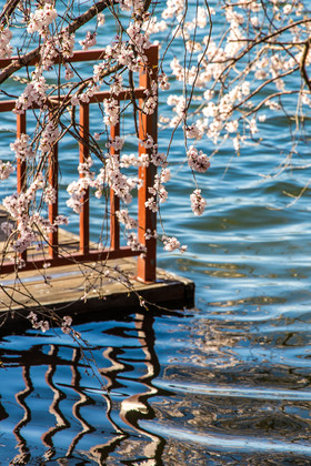 浪漫的的颐和园湖边山桃花片