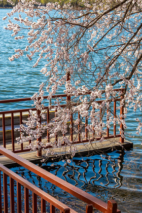 浪漫颐和园湖边的山桃花片