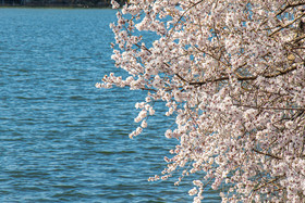 浪漫的颐和园湖边的山桃花片