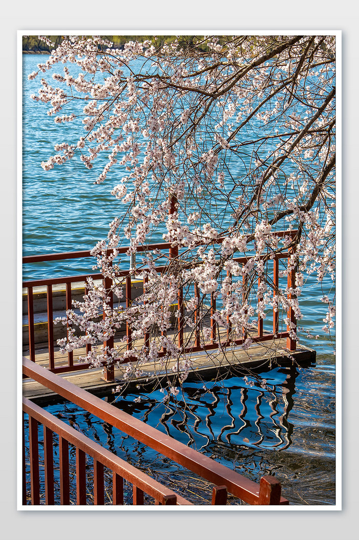 浪漫唯美颐和园湖边的山桃花摄影图片图片