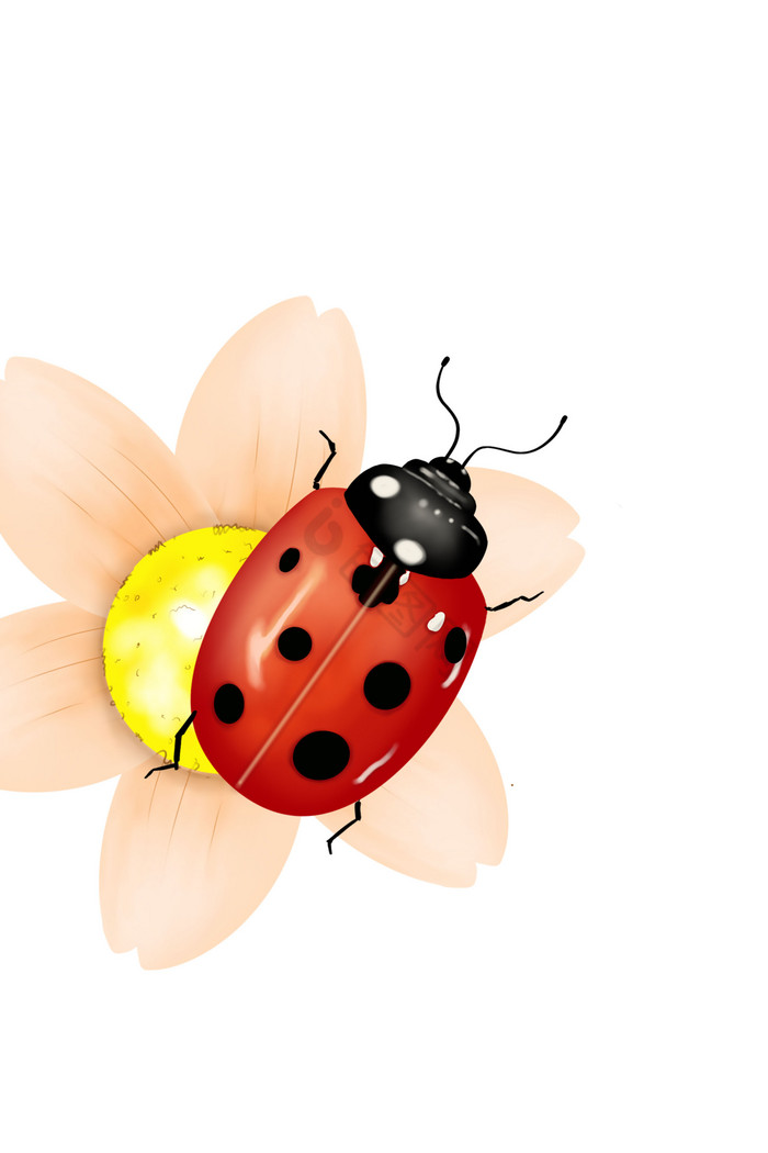 春天动物植物昆虫甲壳虫装饰图片