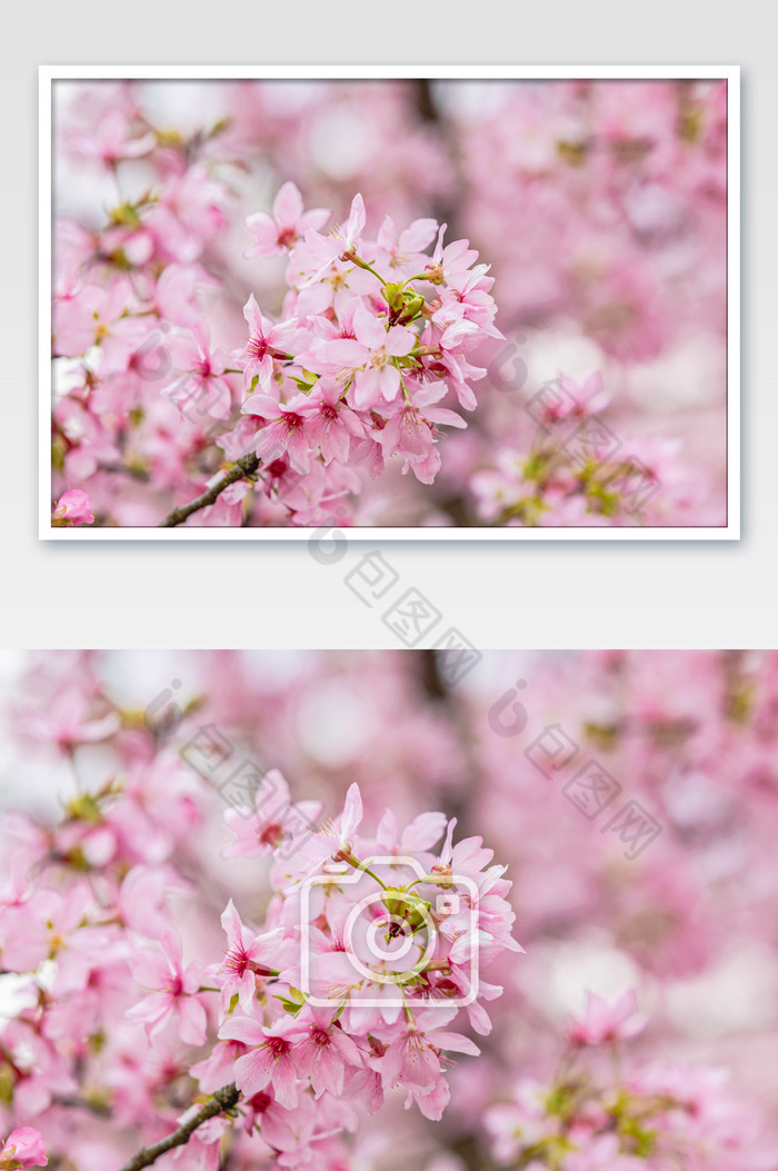 春天浪漫的樱花盛开图片图片