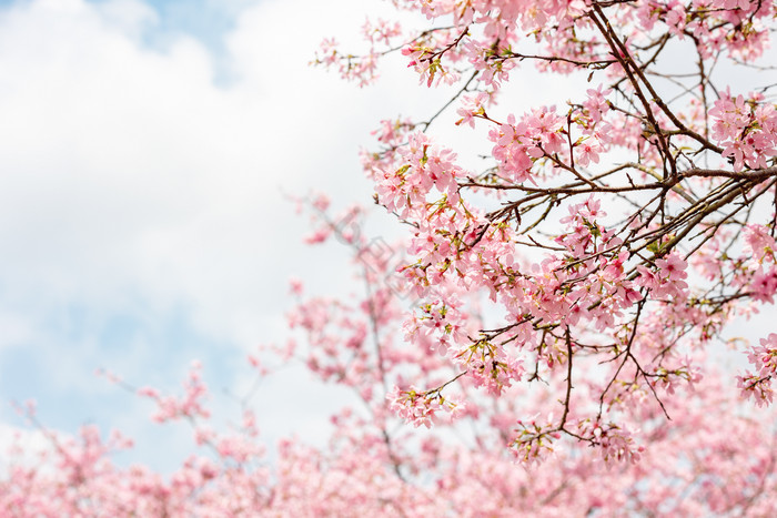 蓝天下的粉色樱花图片