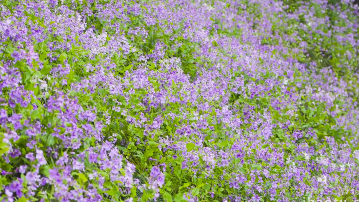 植物春天风景大片二月兰紫罗兰花4K实拍