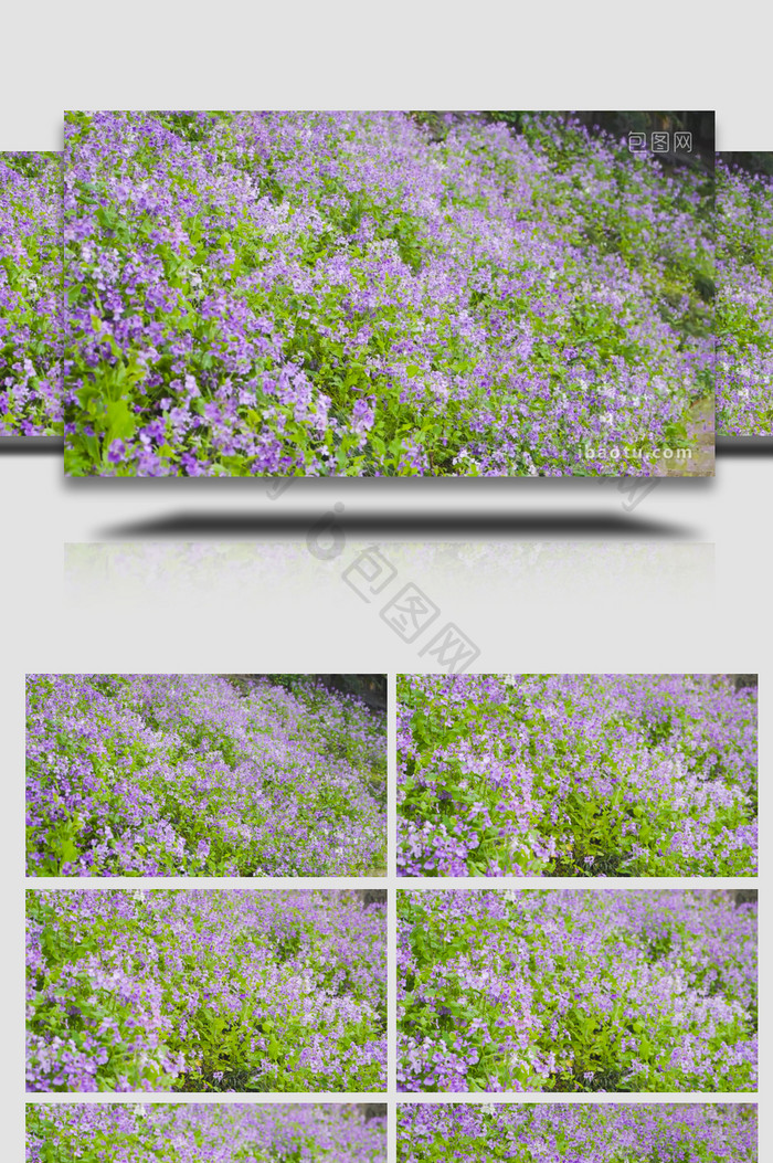 植物春天风景大片二月兰紫罗兰花4K实拍