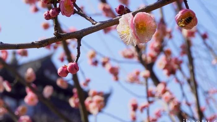 春季梅花盛开实拍特写素材