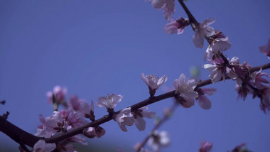 特写实拍春天桃花盛开蓝天白云特写视频