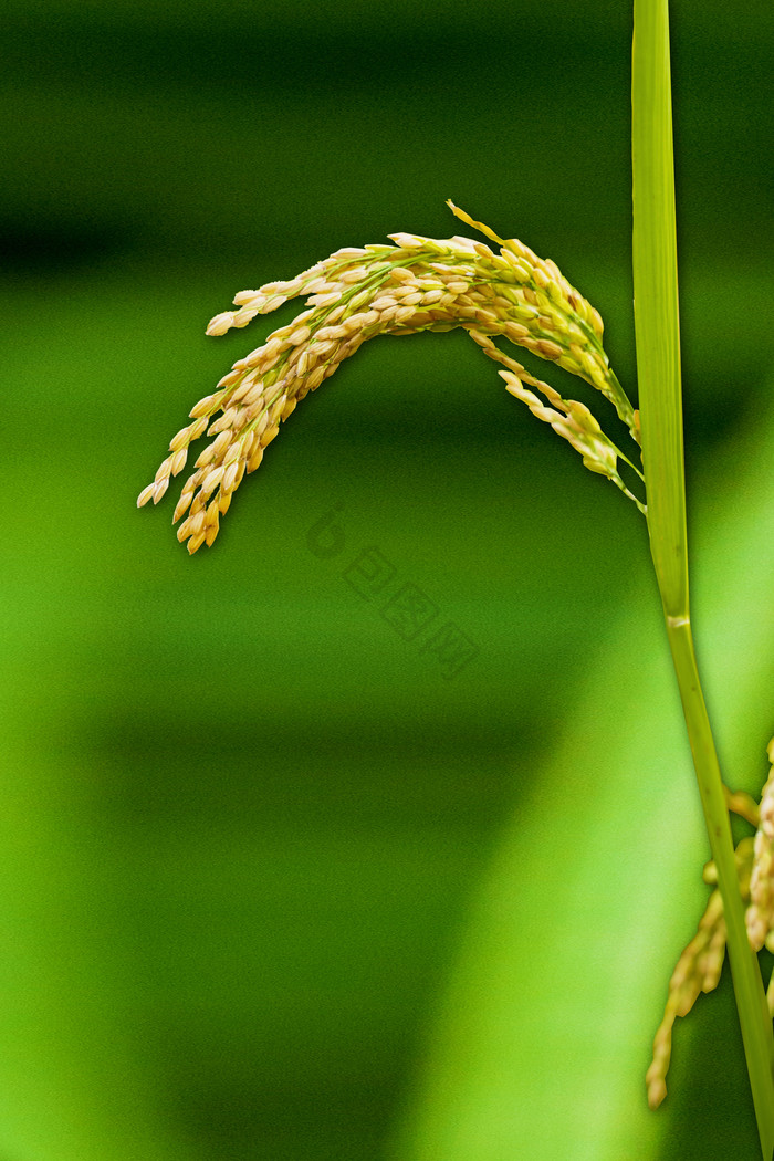 小满节气水稻图片