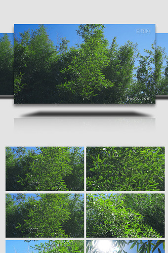 城市绿色写意实拍之竹子视频4K图片