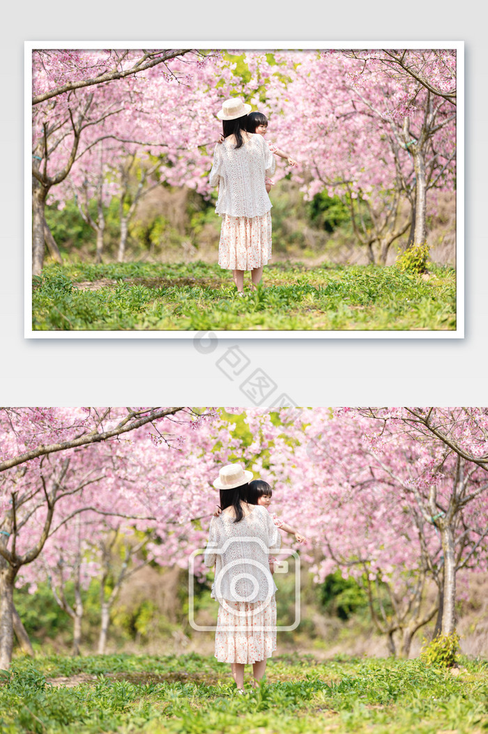 樱花树下母亲抱着孩子图片图片