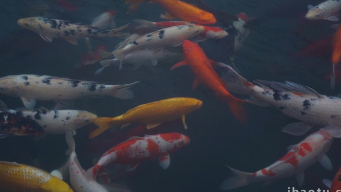 池塘锦鲤戏水观赏鱼群升格高清实拍视频